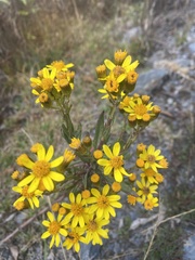 Senecio clivicola