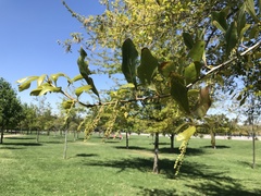 Quercus nigra
