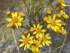 Senecio clivicola