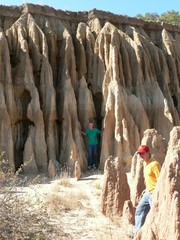 Aristida congesta congesta