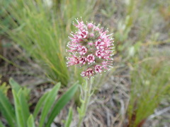 Echiostachys ecklonianus