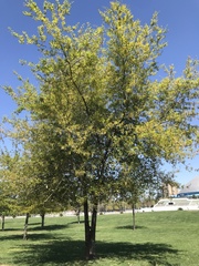 Quercus nigra