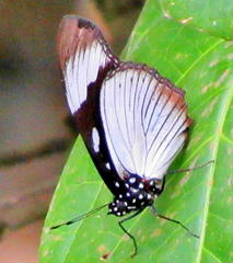 Hypolimnas anthedon wahlbergi