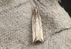 Helcystogramma hystricella