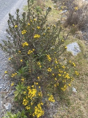 Senecio clivicola