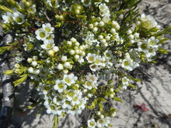 Diosma aspalathoides