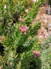 Leucospermum bolusii