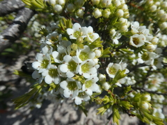 Diosma aspalathoides