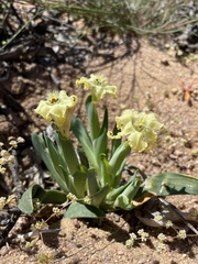 Ferraria macrochlamys
