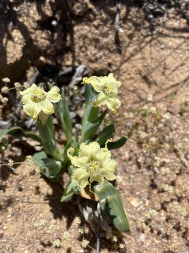 Image of Ferraria macrochlamys by (c) Matt Berger, some rights reserved (CC BY)