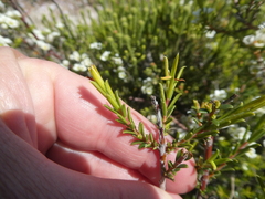 Diosma aspalathoides