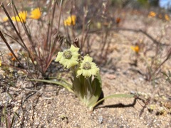 Ferraria macrochlamys