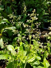 Micranthes micranthidifolia