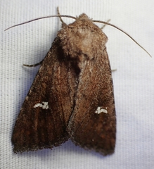Tricholita fistula