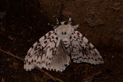 Lymantria nephrographa