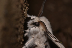 Lymantria nephrographa