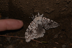 Lymantria nephrographa