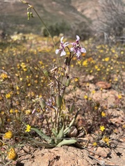 Cyanella orchidiformis