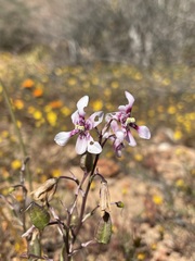 Cyanella orchidiformis