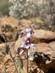 Cyanella orchidiformis