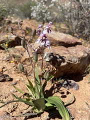 Cyanella orchidiformis