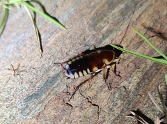 Neostylopyga ornata