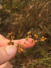 Paronychia herniarioides