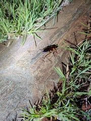 Neostylopyga ornata