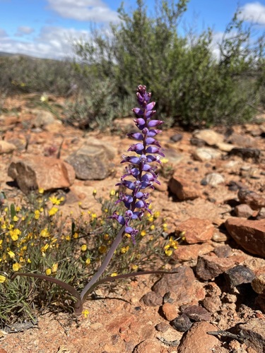 Image of Lachenalia namaquensis by (c) Matt Berger, some rights reserved (CC BY)