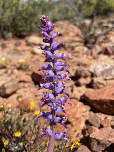 Image of Lachenalia namaquensis by (c) Matt Berger, some rights reserved (CC BY)