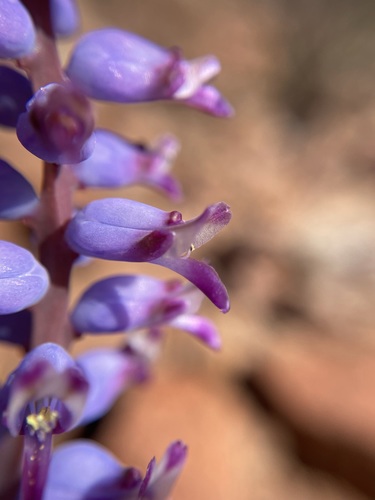 Image of Lachenalia namaquensis by (c) Matt Berger, some rights reserved (CC BY)