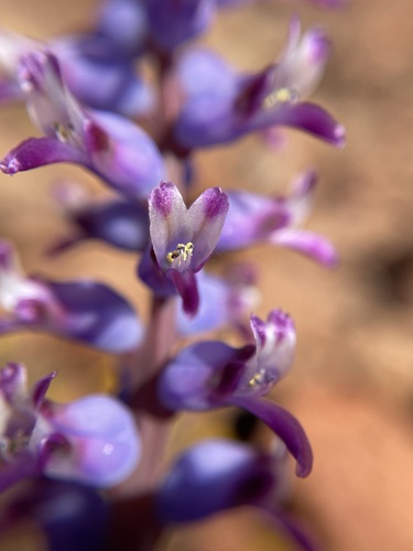 Lachenalia namaquensis