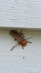 Pacificanthia consors