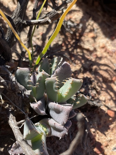 Cheiridopsis spiculata