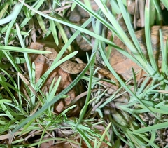 Hemidactylus reticulatus