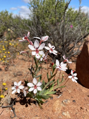 Lapeirousia verecunda