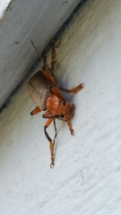 Pacificanthia consors