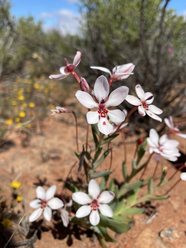 Lapeirousia verecunda