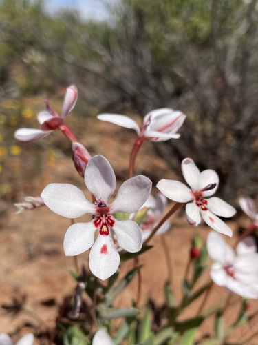 Lapeirousia verecunda