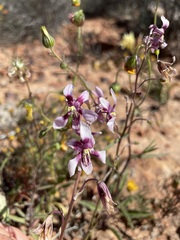 Cyanella orchidiformis