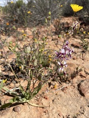 Cyanella orchidiformis