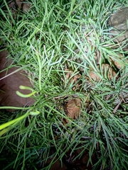 Hemidactylus reticulatus