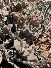 Odontophorus marlothii