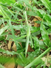 Acrida cinerea