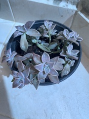 Graptopetalum