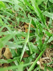 Acrida cinerea