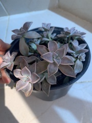 Graptopetalum