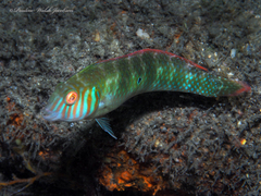 Xyrichtys splendens
