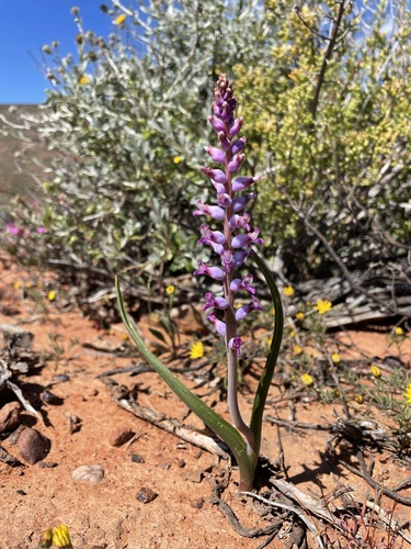 Image of Lachenalia namaquensis by (c) Matt Berger, some rights reserved (CC BY)