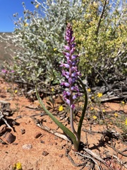 Lachenalia namaquensis